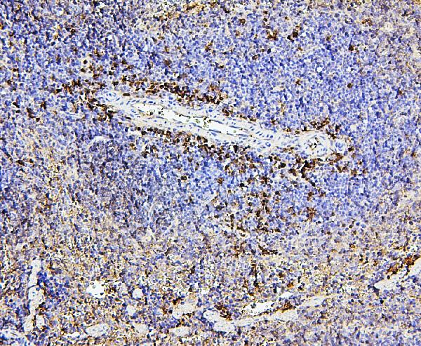2 - Anti-CD43/SPN Antibody Picoband™ (monoclonal, 4I3) ABO14886