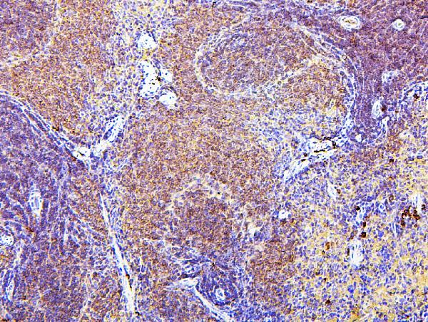 2 - Anti-CD43/SPN Antibody Picoband™ (monoclonal, 4I3) ABO14886