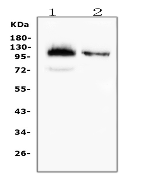 1 - Anti-CD43/SPN Antibody Picoband™ (monoclonal, 4I3) ABO14886