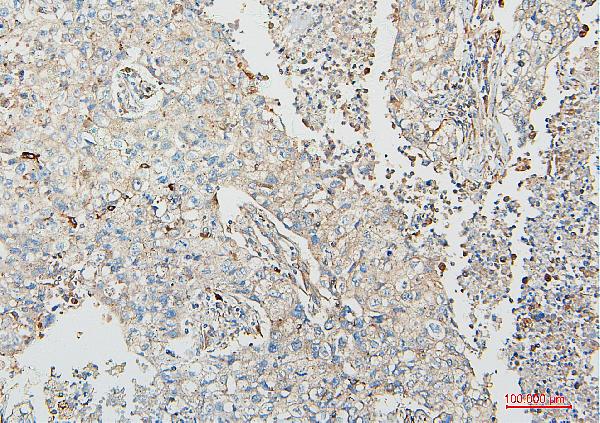 2 - Anti-COMT Antibody Picoband™ (monoclonal, 15C10) ABO14887