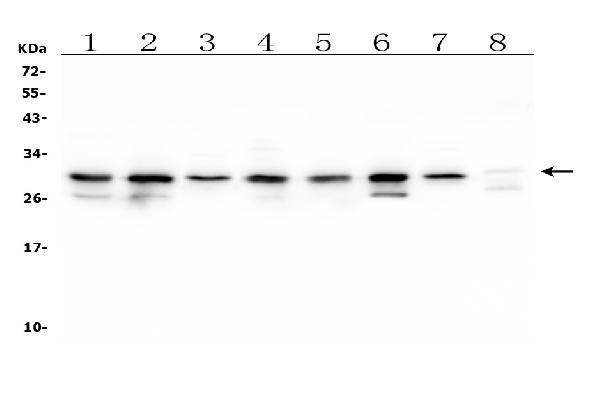 1 - Anti-COMT Antibody Picoband™ (monoclonal, 15C10) ABO14887