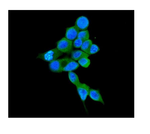 3 - Anti-COMT Antibody Picoband™ (monoclonal, 15C10) ABO14887