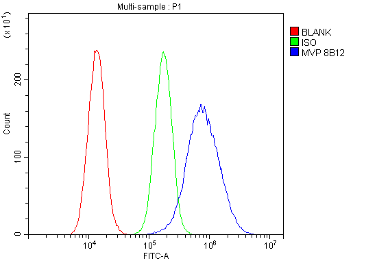 1 - Anti-MVP Antibody Picoband™ (monoclonal, 8B12) ABO14888