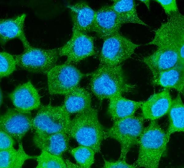 3 - Anti-MVP Antibody Picoband™ (monoclonal, 8B12) ABO14888