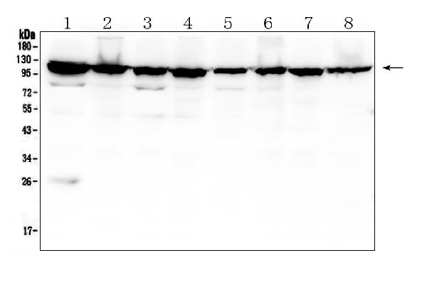 1 - Anti-MVP Antibody Picoband™ (monoclonal, 8B12) ABO14888