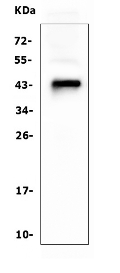 1 - Anti-CD79a Antibody Picoband™ (monoclonal, 4G4) ABO14890