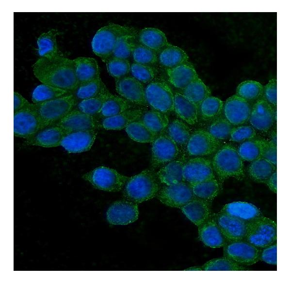 3 - Anti-TJP1 Antibody Picoband™ (monoclonal, 3E12) ABO14891