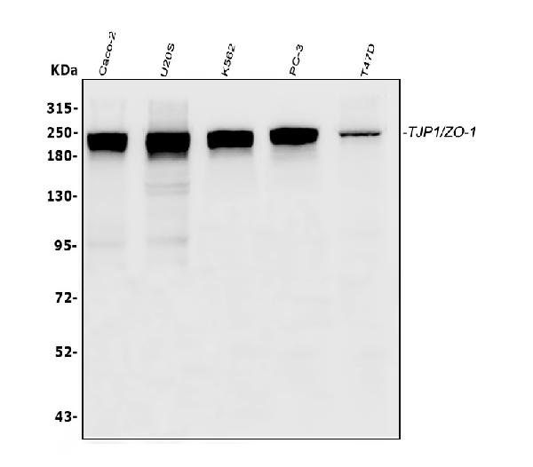 1 - Anti-TJP1 Antibody Picoband™ (monoclonal, 3E12) ABO14891