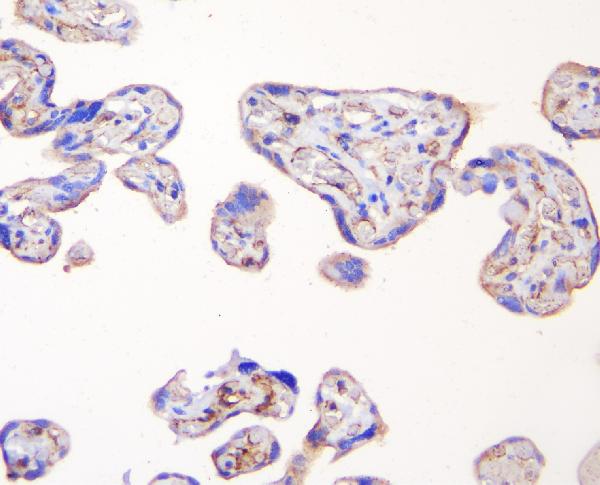 2 - Anti-TJP1 Antibody Picoband™ (monoclonal, 3E12) ABO14891