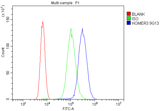 1 - Anti-HOMER3 Antibody Picoband™ (monoclonal, 9G13) ABO14892