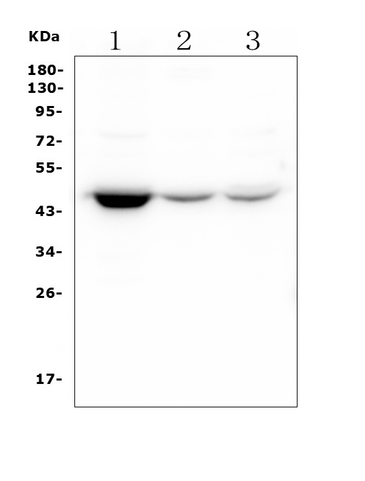 1 - Anti-HOMER3 Antibody Picoband™ (monoclonal, 9G13) ABO14892