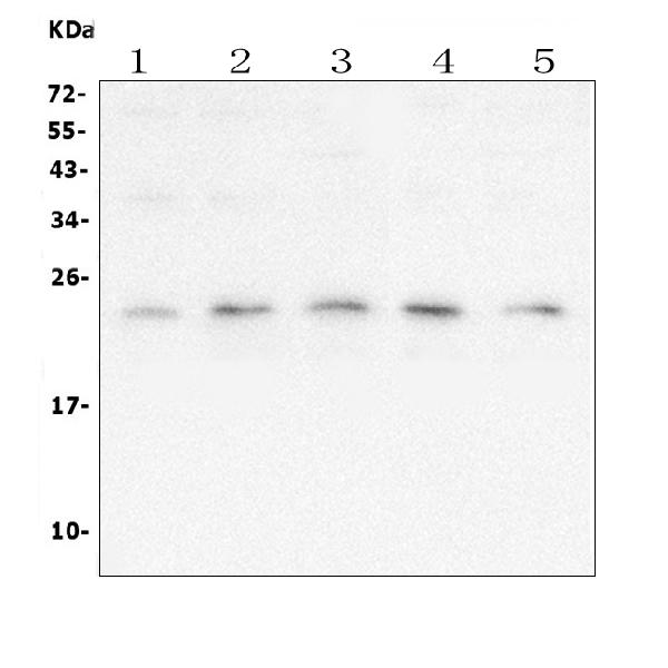 1 - Anti-mtTFA TFAM Antibody Picoband™ (monoclonal, 4D9) ABO14894