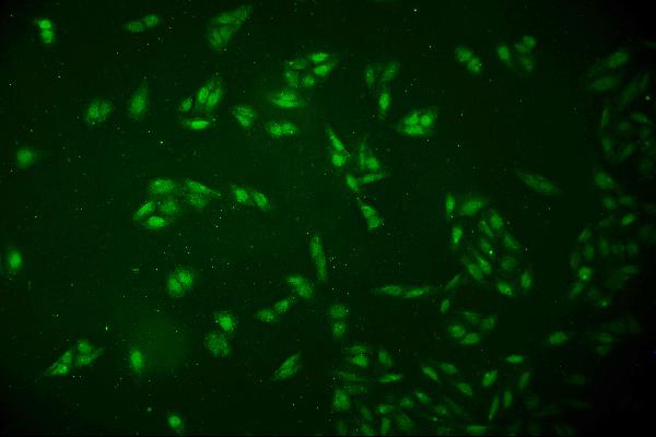 3 - Anti-DCK Antibody Picoband™ (monoclonal, 3G10) ABO14895