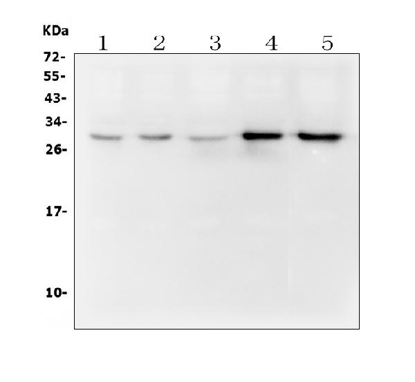 1 - Anti-DCK Antibody Picoband™ (monoclonal, 3G10) ABO14895