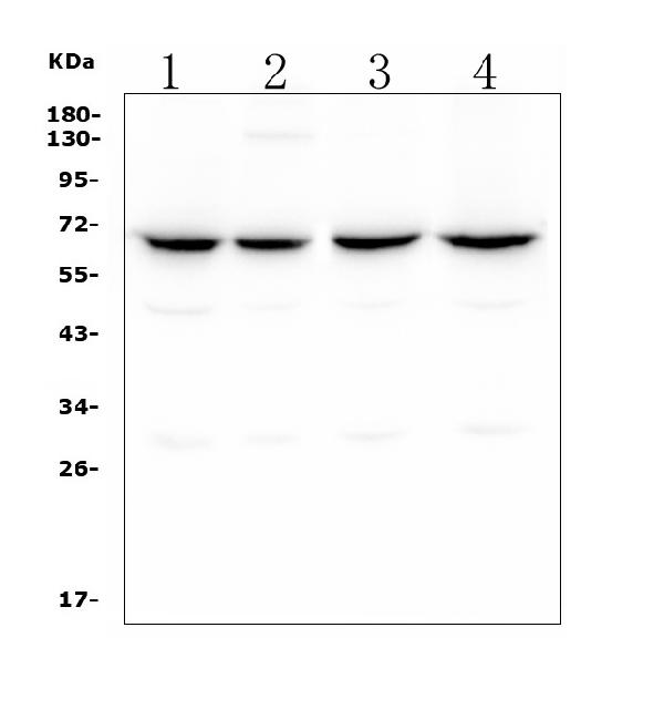 1 - Anti-CLPX Antibody Picoband™ (monoclonal, 11C11) ABO14896