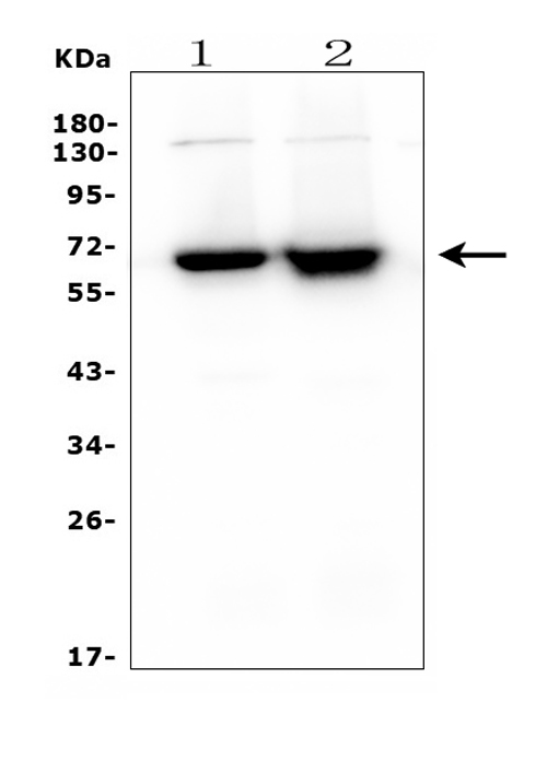 1 - Anti-CD5 Antibody Picoband™ (monoclonal, 4E2) ABO14898