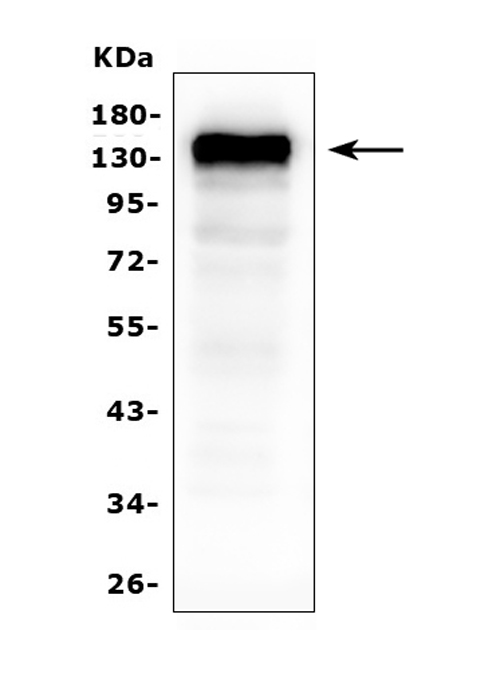 1 - Anti-CD22 Antibody Picoband™ (monoclonal, 5E7) ABO14899