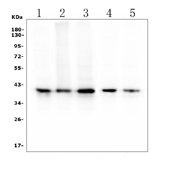 1 - Anti-RP2 Antibody Picoband™ (monoclonal, 3D7) ABO14900