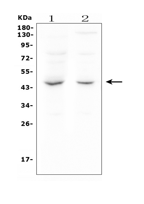 1 - Anti-MPI Antibody Picoband™ (monoclonal, 11I4) ABO14902