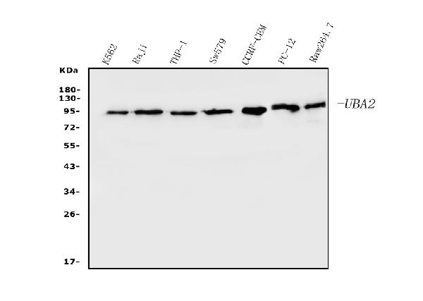 1 - Anti-SAE2/UBA2 Antibody Picoband™ (monoclonal, 5B13) ABO14904