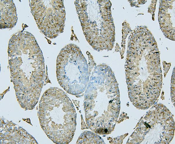 2 - Anti-ALIX/PDCD6IP Antibody Picoband™(monoclonal, 14D10) ABO14908