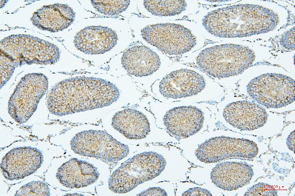 2 - Anti-ALIX/PDCD6IP Antibody Picoband™(monoclonal, 14D10) ABO14908