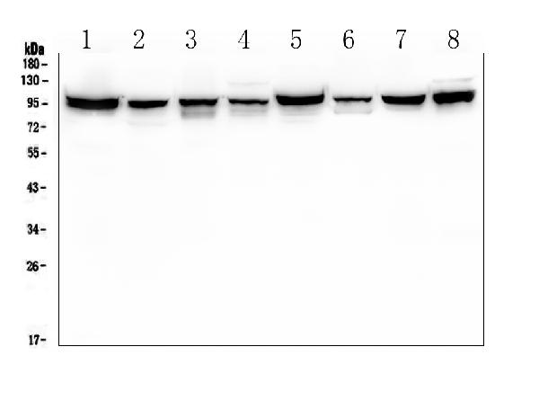 1 - Anti-ALIX/PDCD6IP Antibody Picoband™(monoclonal, 14D10) ABO14908