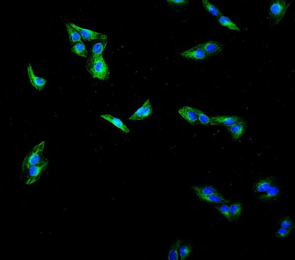 3 - Anti-Beta Tubulin Antibody Picoband™(monoclonal, 5E4) ABO14910