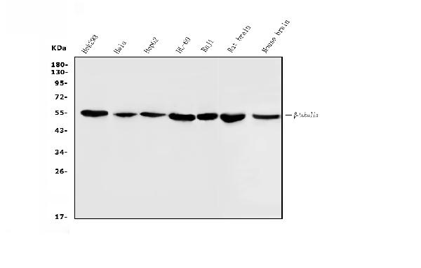 1 - Anti-Beta Tubulin Antibody Picoband™(monoclonal, 5E4) ABO14910
