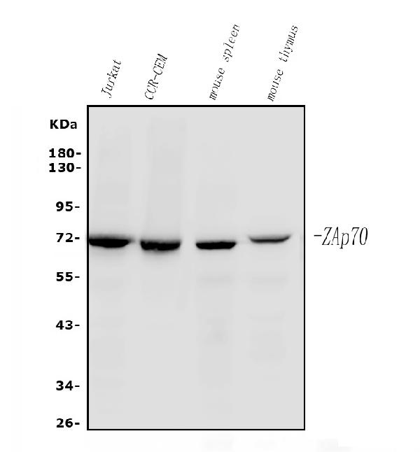 1 - Anti-ZAP70 Antibody Picoband™(monoclonal, 6F12) ABO14911