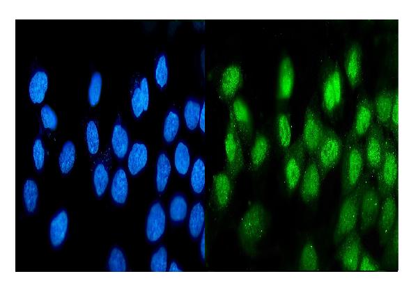 3 - Anti-ATF1 Antibody Picoband™(monoclonal, 7F8) ABO14912