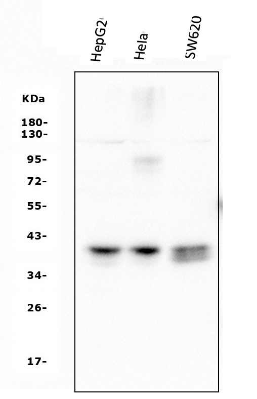 1 - Anti-ATF1 Antibody Picoband™(monoclonal, 7F8) ABO14912