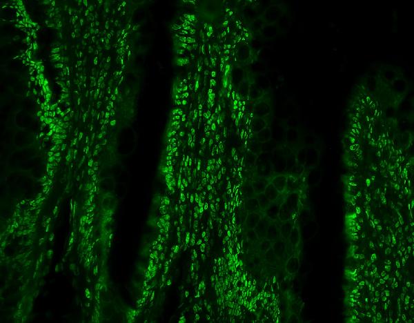 3 - Anti-PTBP1 Antibody Picoband™(monoclonal, 3H12) ABO14913