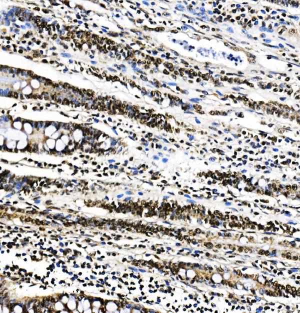 2 - Anti-PTBP1 Antibody Picoband™(monoclonal, 3H12) ABO14913