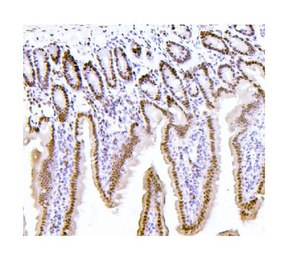 2 - Anti-PTBP1 Antibody Picoband™(monoclonal, 3H12) ABO14913