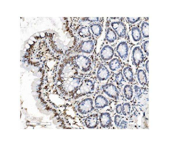2 - Anti-PTBP1 Antibody Picoband™(monoclonal, 3H12) ABO14913