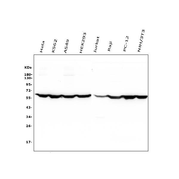 1 - Anti-PTBP1 Antibody Picoband™(monoclonal, 3H12) ABO14913