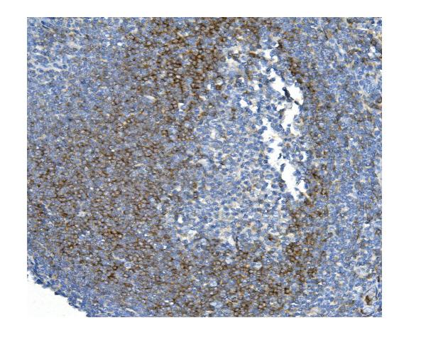 2 - Anti-CD79b Antibody Picoband™(monoclonal, 6H11) ABO14914