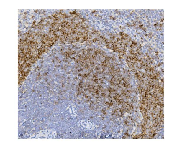 2 - Anti-CD79b Antibody Picoband™(monoclonal, 6H11) ABO14914