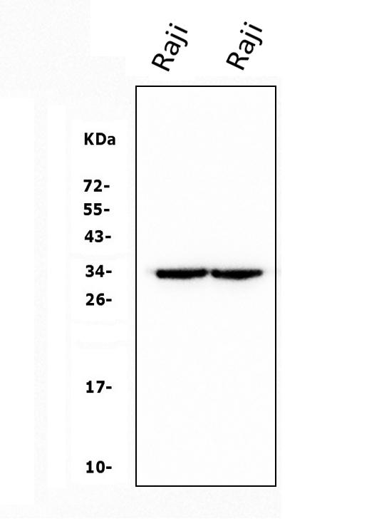 1 - Anti-CD79b Antibody Picoband™(monoclonal, 6H11) ABO14914