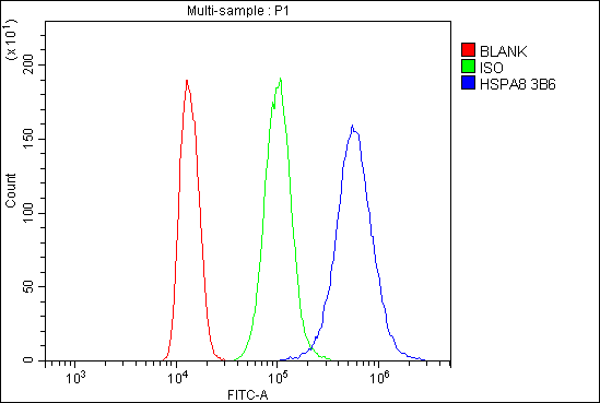 1 - Anti-Hsc70 Antibody Picoband™(monoclonal, 3B6) ABO14915