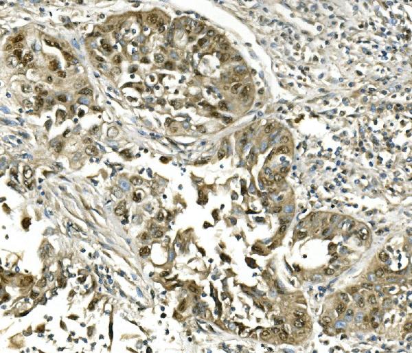 2 - Anti-Hsc70 Antibody Picoband™(monoclonal, 3B6) ABO14915