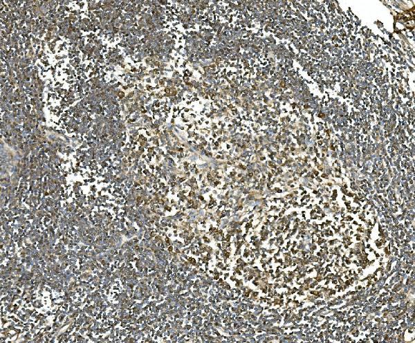 2 - Anti-Hsc70 Antibody Picoband™(monoclonal, 3B6) ABO14915