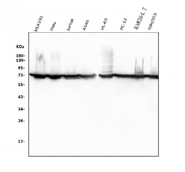 1 - Anti-Hsc70 Antibody Picoband™(monoclonal, 3B6) ABO14915