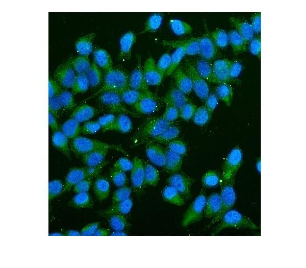 3 - Anti-CD59 Antibody Picoband™(monoclonal, 3C10) ABO14916