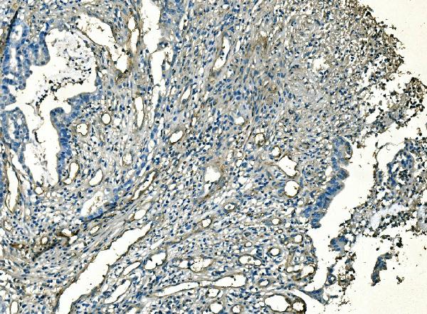 2 - Anti-CD59 Antibody Picoband™(monoclonal, 3C10) ABO14916