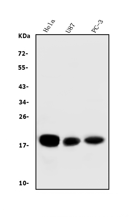 1 - Anti-CD59 Antibody Picoband™(monoclonal, 3C10) ABO14916