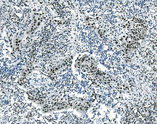 2 - Anti-Musashi 1/Msi1 Antibody (monoclonal, 2B9) ABO14917
