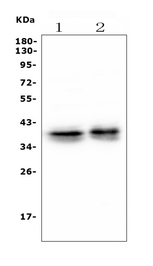 1 - Anti-Musashi 1/Msi1 Antibody (monoclonal, 2B9) ABO14917