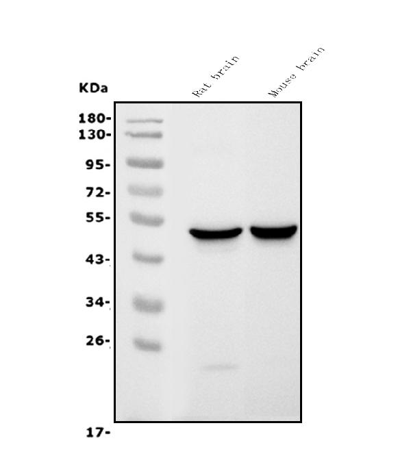 1 - Anti-GFAP Antibody Picoband™ (monoclonal, 3F2) ABO14918